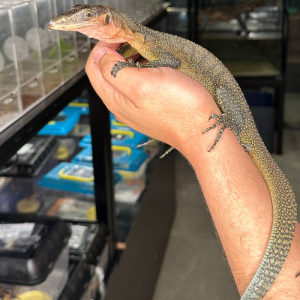 Peach-Throat-Monitor 